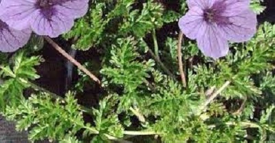 Erodium, Herons Bill, Storksbill Spanish Eyes