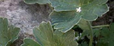 Geranium Species, Chatham Island Geranium, Cranesbill