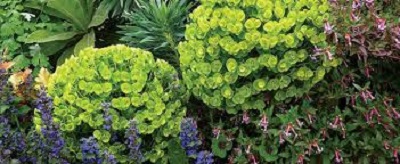 Euphorbia, Mediterranean Spurge Portugese Velvet