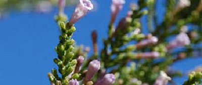 Fabiana, False Heath, Pichi Violacea