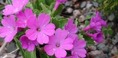 Primula, Border Auricula, Garden Primrose Freedom