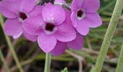Primula Species, Asiatic Primrose, Nivalid Primula