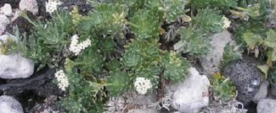 Heliotropium Species, Pacific Heliotrope, Polynesian Heliotrope