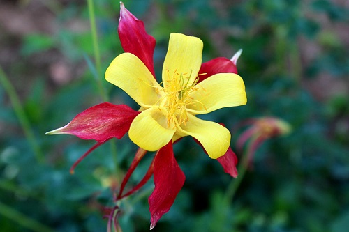 Aquilegia Species, Mexican Columbine, Skinners Columbine