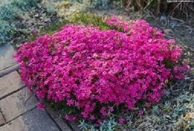Phlox Crackerjack
