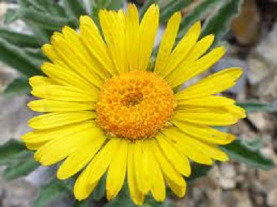 Pacific Hulsea, Alpine Gold, Alpine Hulsea