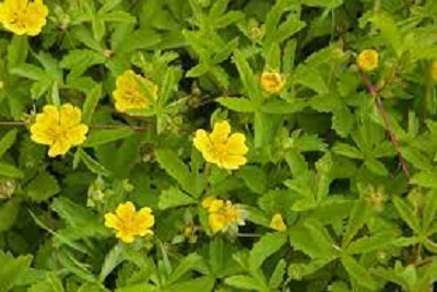 Potentilla Species, Cinquefoil