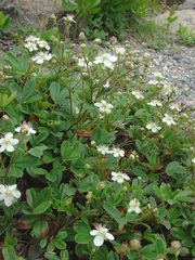 Sibbaldia Species, Shrubby Fivefingers, Three-Toothed Cinquefoil