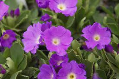 Primula Hybrid, Allionii Primrose Clarence Elliot