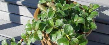 Yezo Dwarf Willow