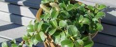 Yezo Dwarf Willow