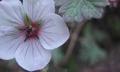 Geranium, Cranesbill, Hardy Geranium 'Coombland White'