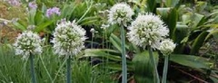 Allium Species, Ornamental Onion