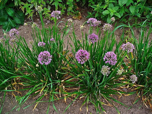 Allium, Mountain Garlic