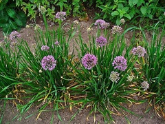 Allium, Mountain Garlic