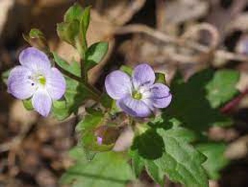 Veronica Species, Trailing Speedwell