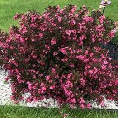 Weigela Dark Horse