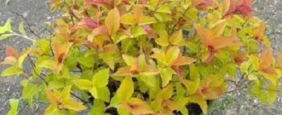 Japanese Spirea, Japanese Meadowsweet, Maybush Golden Carpet