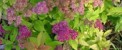 Japanese Spirea, Japanese Meadowsweet, Maybush Green Carpet