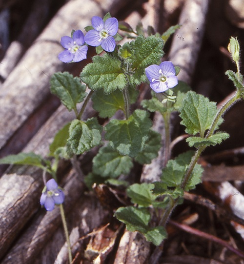 Veronica Species, Cup Speedwell, Hairy Speedwell