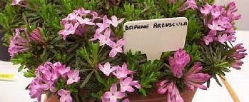 Daphne Species, Shrubby Daphne