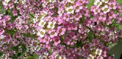 Hormathophylla, Alyssum, Spiny Madwort Roseum