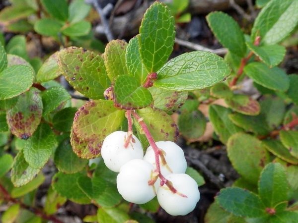 Miquels Wintergreen