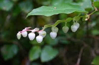 Gaultheria