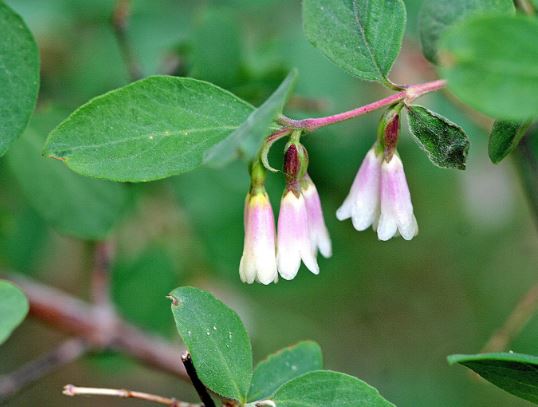 Mountain Snowberry