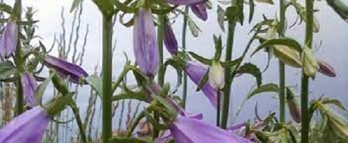 Campanula Species, Georgian Bellflower