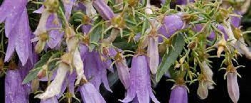 Campanula Species, Croatian Bellflower, Uckas Bellflower