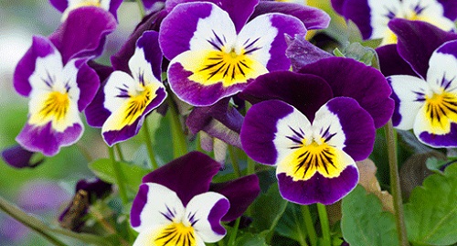 Viola, Garden Pansy, Pansy Letitia