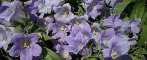 Campanula Species, Bellflower, Macedonian Harebell