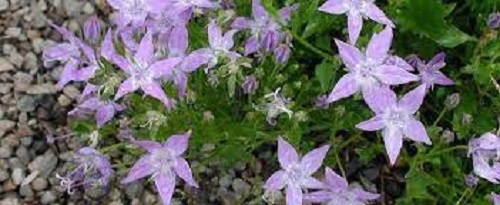 Campanula Species, Adriatic Bellflower