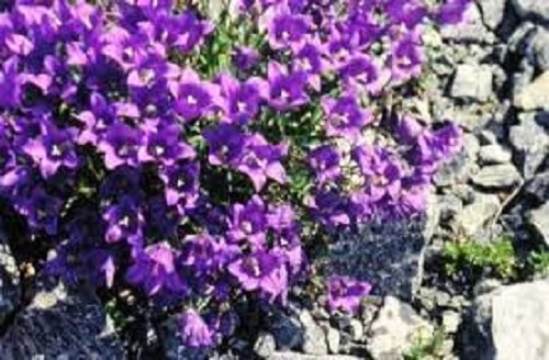 Campanula Species, Auchers Bellflower, Dwarf Turkish Bluebells