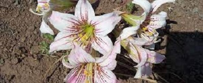 Rhodophiala Species, Mountain Ananuca, Wild Amaryllis