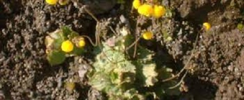 Calceolaria Species, Topa-Topa