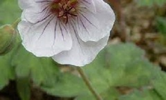 Geranium, Cranesbill, Hardy Geranium, Lambert's Geranium 'Swansdown'