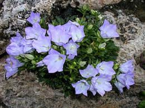 Campanula Species, Rainers Bellflower, Rainers Harebell