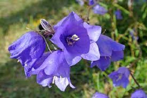 Campanula Species, Bellflower, Solitary Harebell