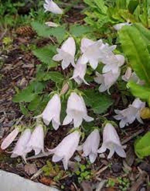 Campanula Species, Birch-Leaved Bellflower