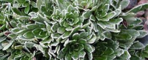 Saxifraga, Encrusted Saxifrage, Silver Saxifrage Lutea