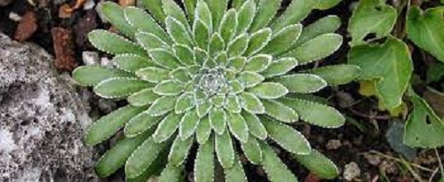 Saxifraga, Encrusted Saxifrage, Silver Saxifrage Rosea