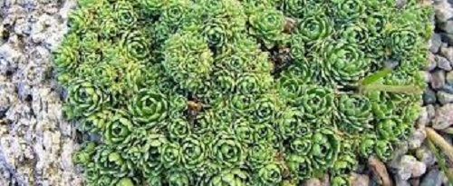 Saxifraga, Encrusted Saxifrage, Silver Saxifrage Minutifolia
