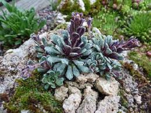 Saxifraga, Encrusted Saxifrage, Silver Saxifrage Whitehill
