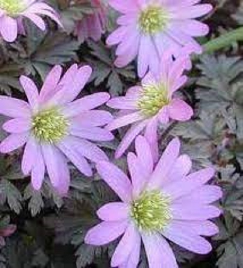 Anemone, Grecian Windflower Rosea