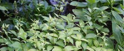 Chelonopsis Species, Japanese Turtlehead