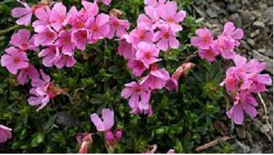 Douglasia Species, Cliff Dwarf Primrose, Smooth Douglasia