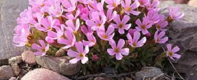 Douglasia Species, Rocky Mountain Dwarf Primrose