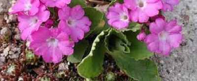 Primula Species, Auriculastrum Primula, European Alpine Primrose